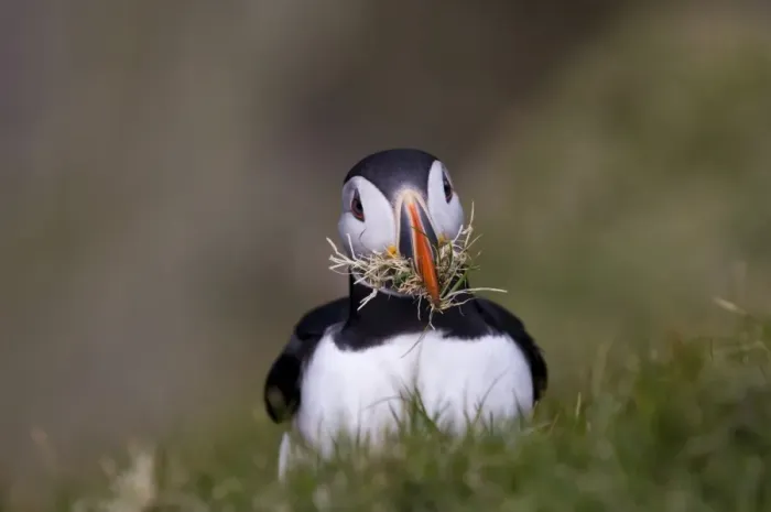 Framed Print : Puffin (Fratercula arctica) with nest material Shetland Scotland June Framed Print : Puffin (Fratercula arctica) with nest material Shetland Scotland June