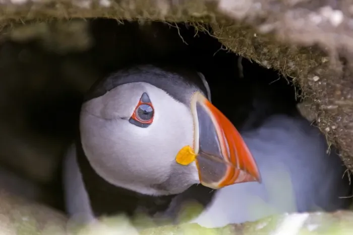 Framed Print : Puffin Fratercula arctica peering from burrow Shetland June