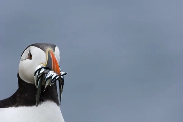 Puffin Fratercula arctica with sand eels Northumberland UK July
