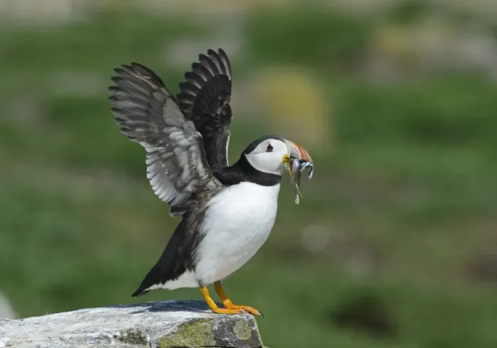 Framed Print : Puffin Fratercula arctica with sand eels Farne Islands Northumberland July