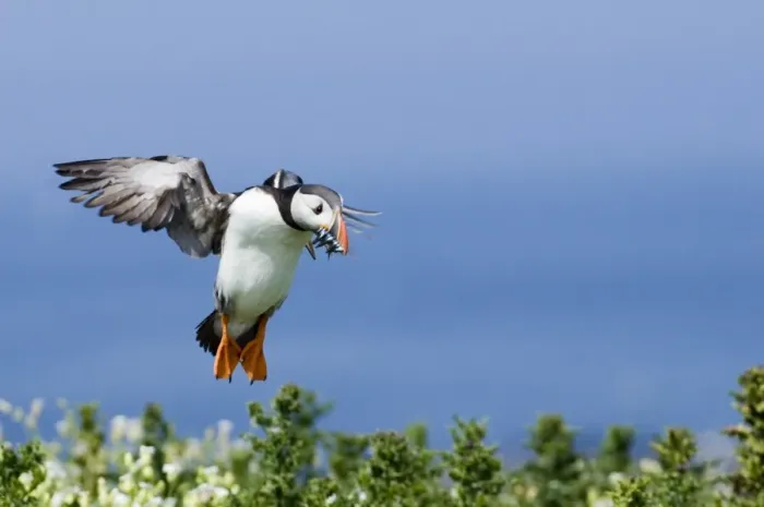 Framed Print : Puffin Fratercula arctica with sand eels Northumberland UK July