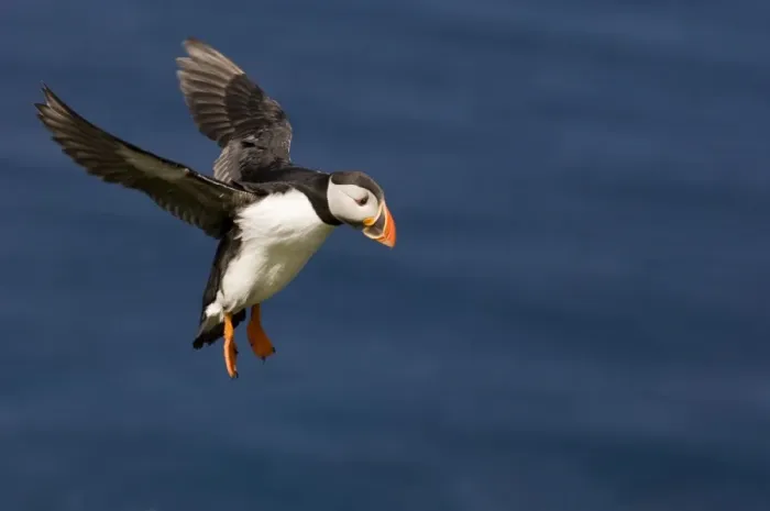 Framed Print : Puffin (Fratercula arctica) Shetland Scotland June Framed Print : Puffin (Fratercula arctica) Shetland Scotland June