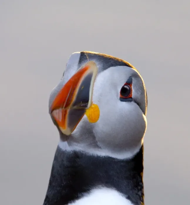 Framed Print : Puffin (Fratercula arctica) Shetland Scotland June Framed Print : Puffin (Fratercula arctica) Shetland Scotland June