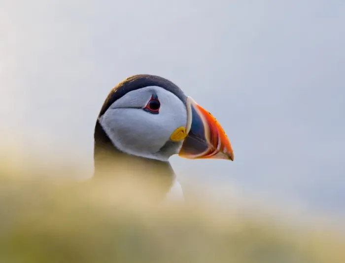 Framed Print : Puffin (Fratercula arctica) Shetland Scotland June Framed Print : Puffin (Fratercula arctica) Shetland Scotland June