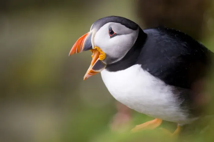 Framed Print : Puffin (Fratercula arctica) Shetland Scotland UK summer Framed Print : Puffin (Fratercula arctica) Shetland Scotland UK summer