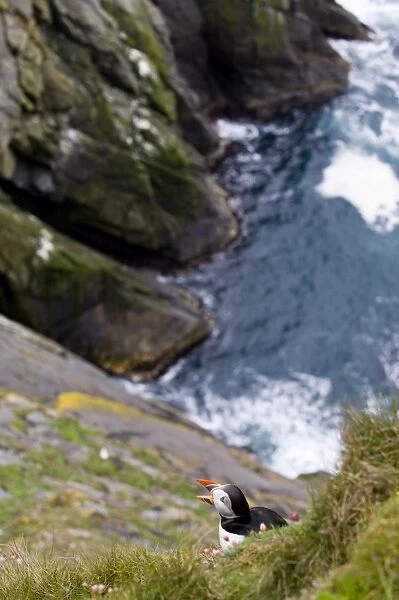 Puffin (Fratercula arctica) Sumburgh Head RSPB Res Shetland Scotland UK summer