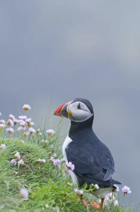 Framed Print : Puffin Fratercula arctica Sumburgh Head Shetland June Framed Print : Puffin Fratercula arctica Sumburgh Head Shetland June