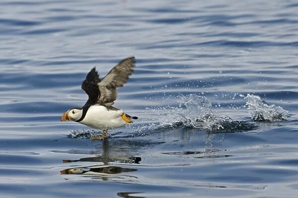 Puffin Fratercula arctica taking off Farne Islands Northumberland July