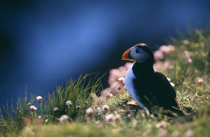 Framed Print : Puffin, Fratercula artctica, on cliff top, Hermaness, Shetland, June Framed Print : Puffin, Fratercula artctica, on cliff top, Hermaness, Shetland, June