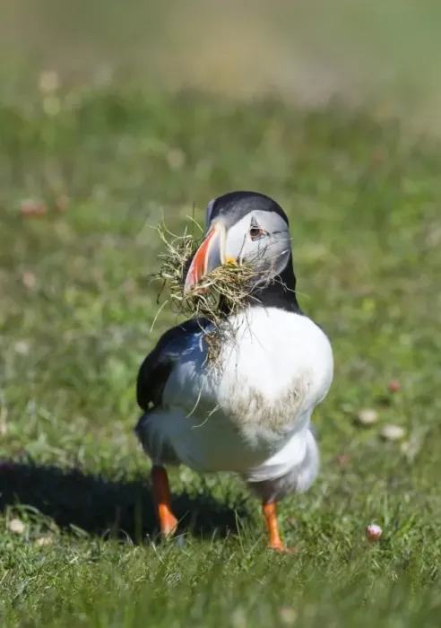 Framed Print : Puffin Fratercula artica collecting nest material Sumburgh Shetland summer Framed Print : Puffin Fratercula artica collecting nest material Sumburgh Shetland summer