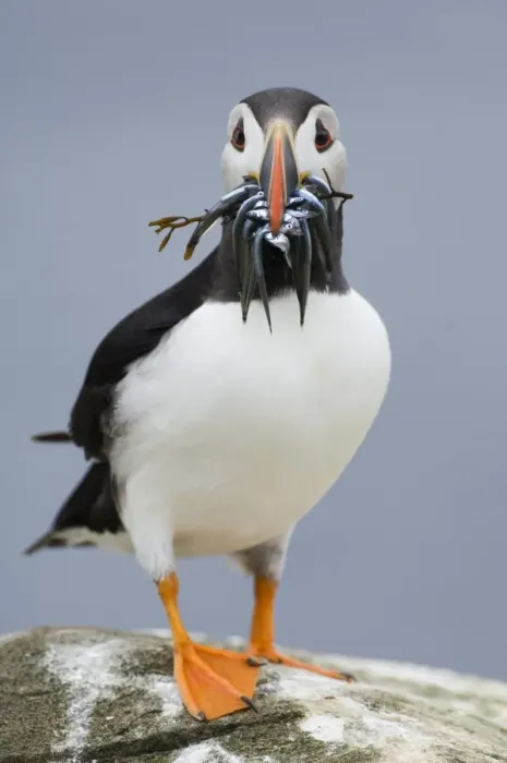 Framed Print : Puffin Fratercula artica with sandeels & seaweed Inner Farne Farne Islands Northumberland