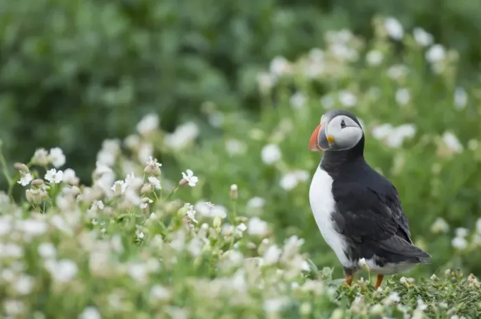 Framed Print : Puffin Fratercula artica amongst white campion Inner Farne Farne Islands Northumberland