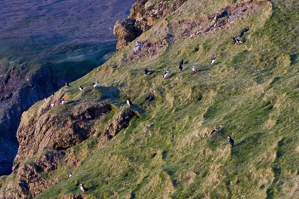 Puffins (Fratercula arctica) on cliff Hermaness NNR Unst Shetland Scotland June