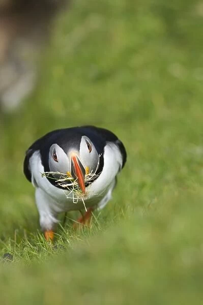 Puffins Fratercula arctica collecting grass for nest lining at Hermaness NNR Unst