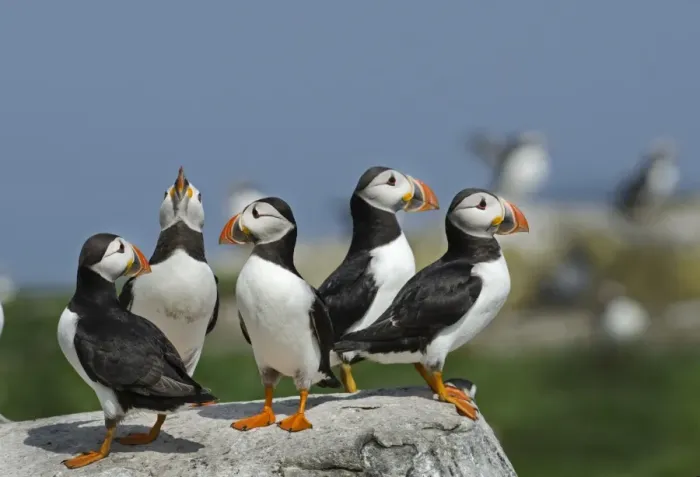 Framed Print : Puffins Fratercula arctica Inner Farne, Farne Islands Northumberland July Framed Print : Puffins Fratercula arctica Inner Farne, Farne Islands Northumberland July