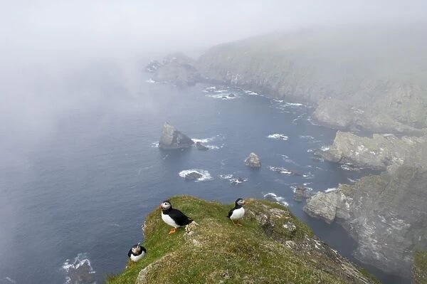 Puffins Fratercula arctica in mist on cliffs at Hermaness NNR Unst Shetland June