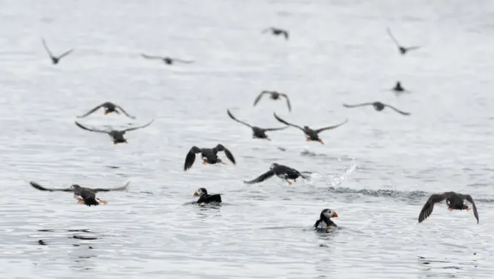 Framed Print : Puffins Fratercula arctica on sea off Farne Islands Northumberland summer