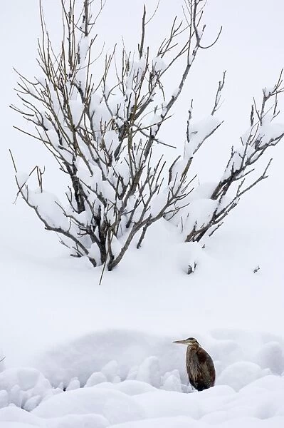 Purple Heron Ardea purpurea migrant caught in bad weather in Great Caucasus Mountains