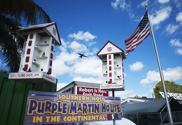 Purple Martin House Progne subis Nr Homestead Florida USA
