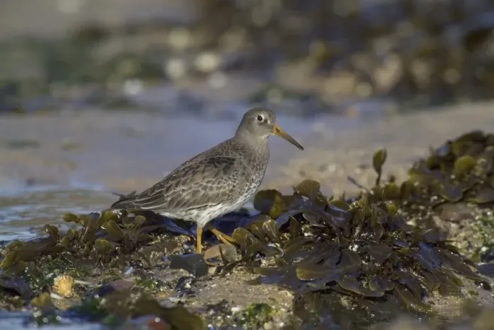 Framed Print : Purple Sandpiper Calidris maritima winter Northumberland