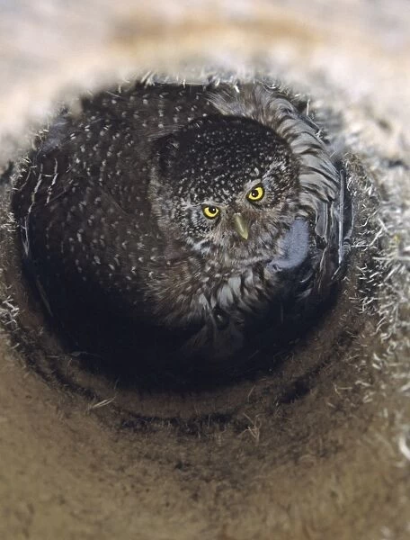 Pygmy Owl Glaucidium passerinum in nest box brooding chicks Finland May