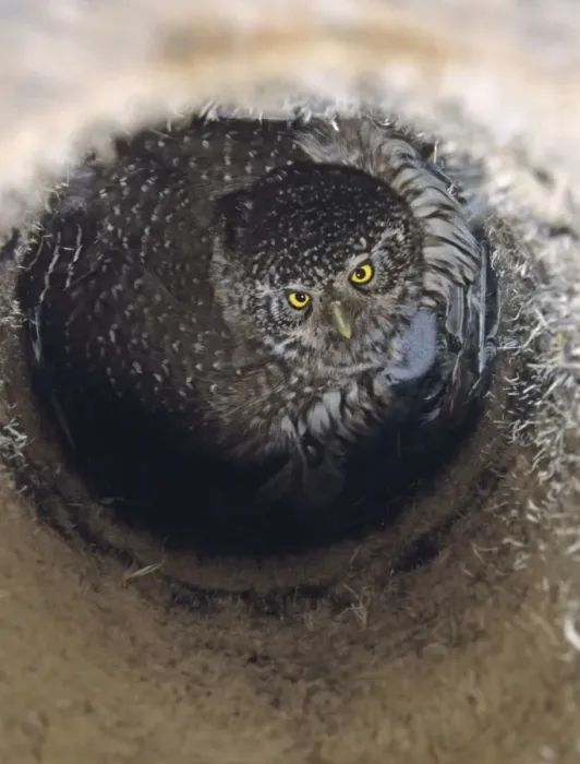 Framed Print : Pygmy Owl Glaucidium passerinum in nest box brooding chicks Finland May Framed Print : Pygmy Owl Glaucidium passerinum in nest box brooding chicks Finland May