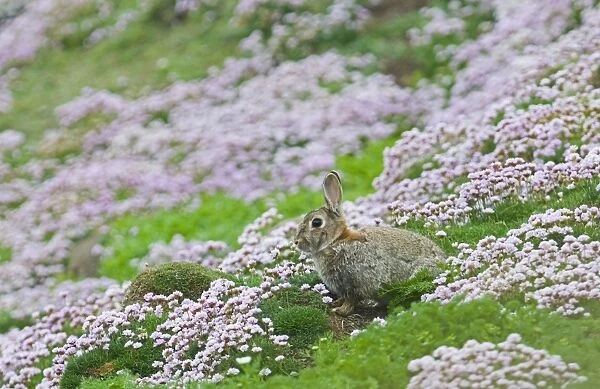 Rabbit Oryctolagus cuniculus Sumburgh Head Shetland June