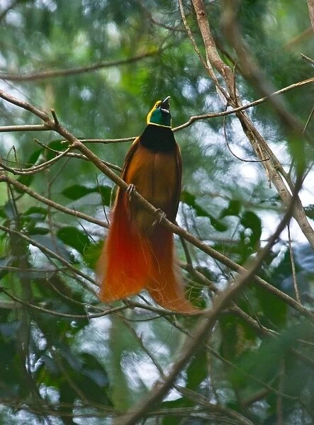 Raggiana Bird of Paradise Paradiaea raggiana male calling at lek in Varirata National
