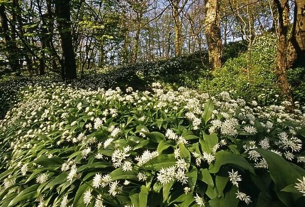 Ramsons (Wild Garlic), Stackpole Woods, Pembrokeshire, Wales, spring