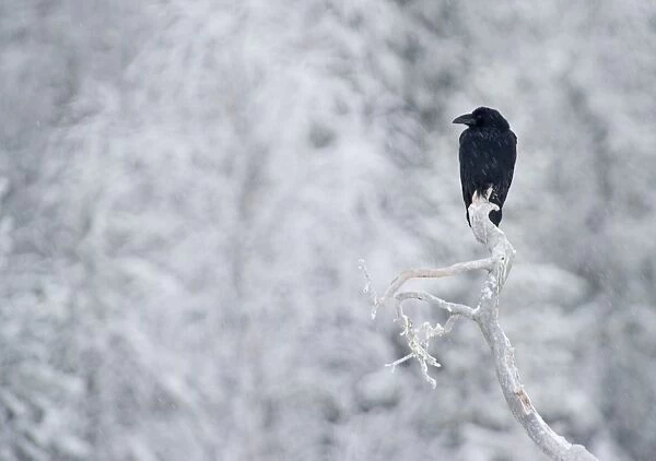 Raven Corvus corax Finland winter