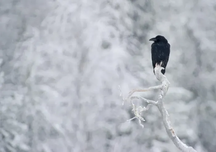 Framed Print : Raven Corvus corax Finland winter Framed Print : Raven Corvus corax Finland winter