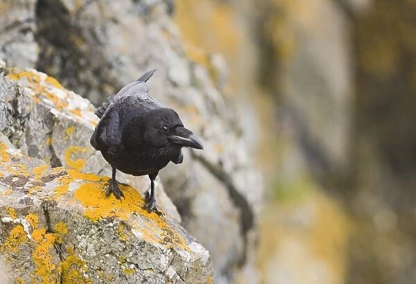 Raven Corvus corax Shetland June