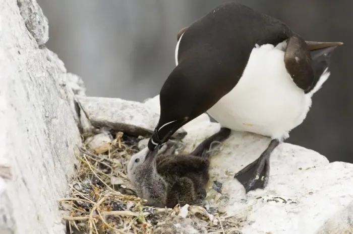 Framed Print : Razorbill Alca torda feeding chick in nest Inner Farne Farne Islands Northumberland