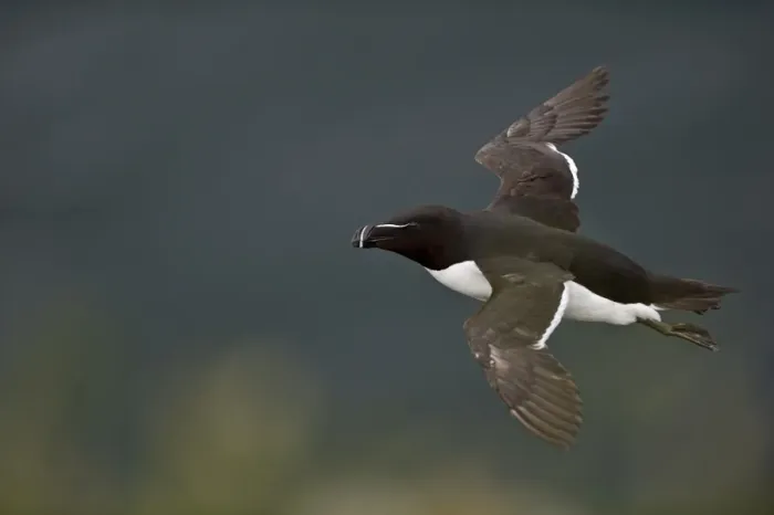 Framed Print : Razorbill (Alca torda) Fowlheugh RSPB Reserve Scotland July