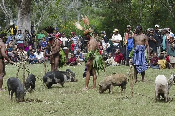 Re-enactment of a biride wealth ceremony at Paiya Show Western Highlands Papua New Guinea