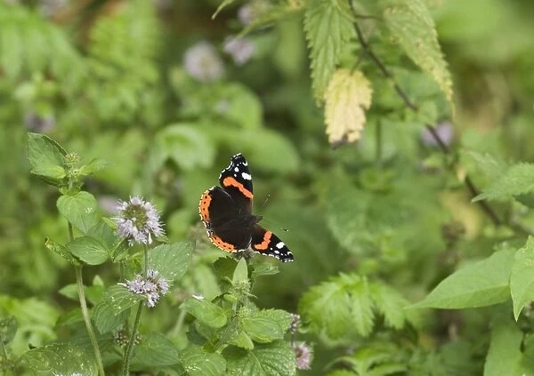 Red Admiral Butterfly in garden UK summer