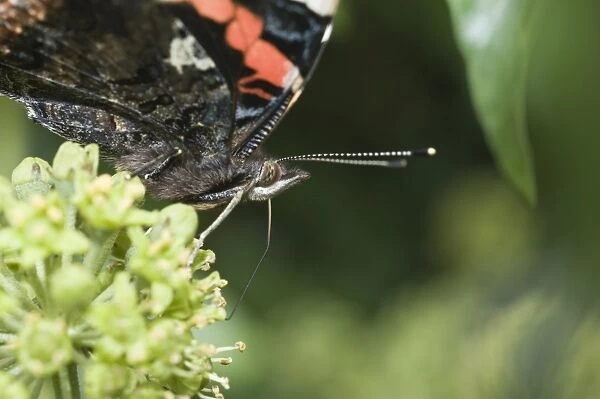 Red Admiral Butterfly Vanessa atalanta feeding on Ivy Norfolk September