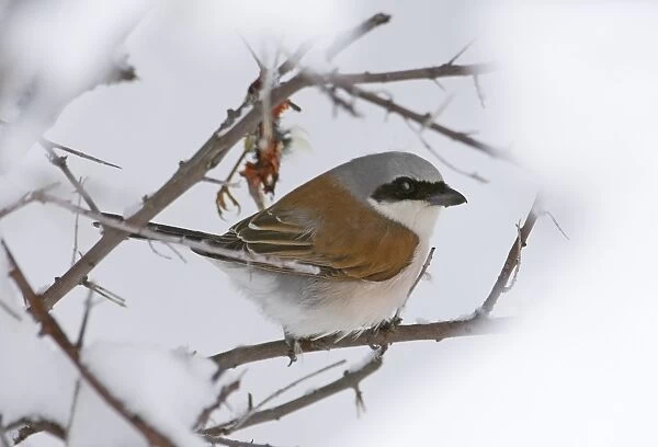 Red-backed Shrike Lanius collurio migrant male at larder in late spring snowfall