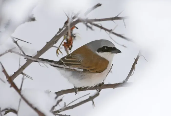 Framed Print : Red-backed Shrike Lanius collurio migrant male at larder in late spring snowfall Framed Print : Red-backed Shrike Lanius collurio migrant male at larder in late spring snowfall
