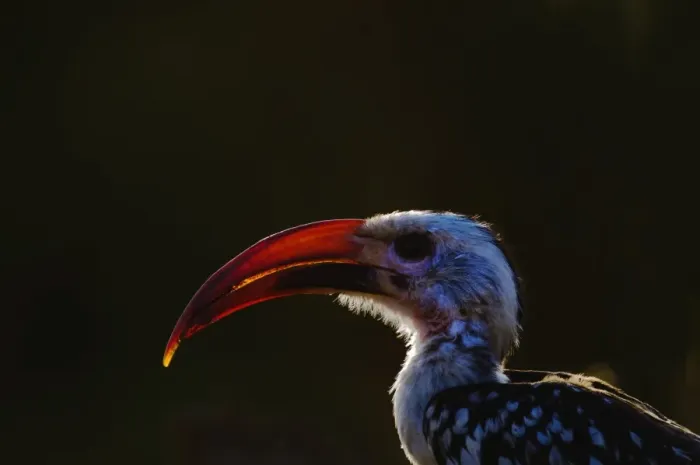 Framed Print : Red-billed Hornbill Tockus erythrorhyrynchus Kenya East Africa Framed Print : Red-billed Hornbill Tockus erythrorhyrynchus Kenya East Africa