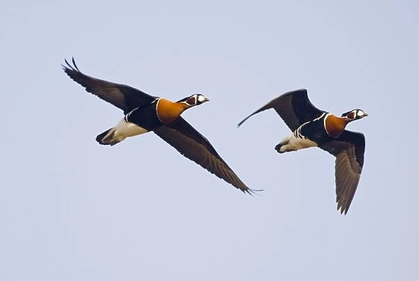 Red-breasted Geese (Branta ruficollis) Duranulak NE Bulgaria February