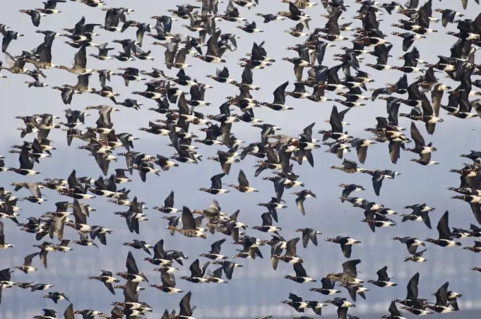 Framed Print : Red-breasted Geese (Branta ruficollis) Duranulak NE Bulgaria February Framed Print : Red-breasted Geese (Branta ruficollis) Duranulak NE Bulgaria February