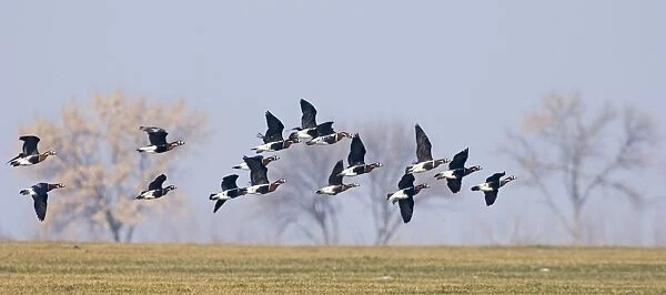 Red-breasted Goose Branta ruficolis Duranulak NE Bulgaria February