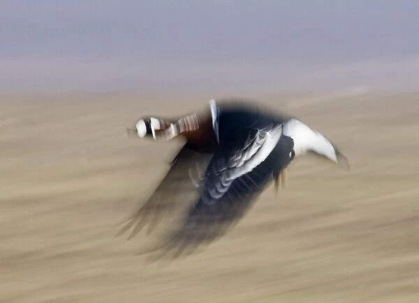 Red-breasted Goose (Branta ruficollis) Duranulak NE Bulgaria February