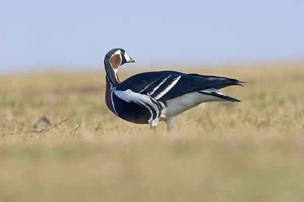 Red-breasted Goose (Branta ruficollis) Duranulak NE Bulgaria February