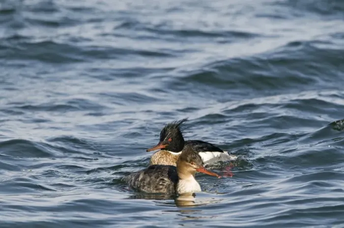 Framed Print : Red-breasted Merganser Mergus serrator pair in harbour Hokkaido Japan Framed Print : Red-breasted Merganser Mergus serrator pair in harbour Hokkaido Japan