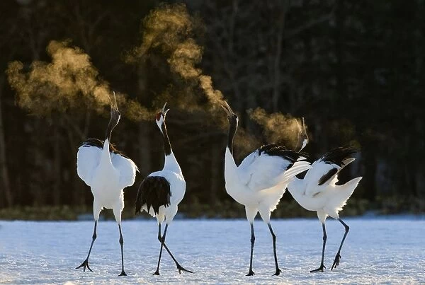 Red-crowned (Japanese) Cranes disaplaying at dawn Hokkaido Japan February