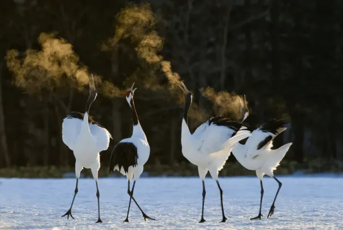 Framed Print : Red-crowned (Japanese) Cranes disaplaying at dawn Hokkaido Japan February Framed Print : Red-crowned (Japanese) Cranes disaplaying at dawn Hokkaido Japan February