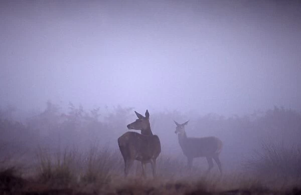 Red Deer Cervus elaphus hind and foal at dawn during the rut Richmond Park London