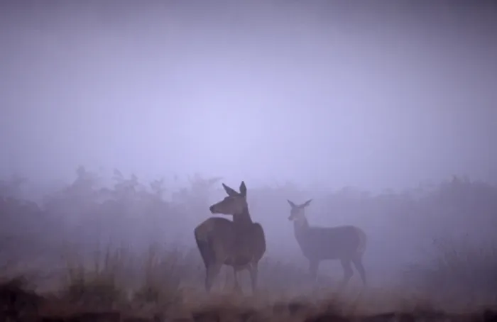 Framed Print : Red Deer Cervus elaphus hind and foal at dawn during the rut Richmond Park London Framed Print : Red Deer Cervus elaphus hind and foal at dawn during the rut Richmond Park London